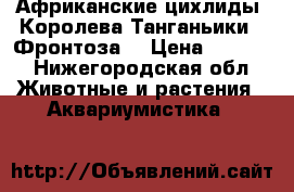 Африканские цихлиды. Королева Танганьики - Фронтоза. › Цена ­ 4 000 - Нижегородская обл. Животные и растения » Аквариумистика   